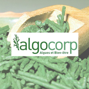 Algocorp - création flyer