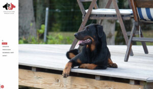PG éducateur canin pension canine herbignac site web